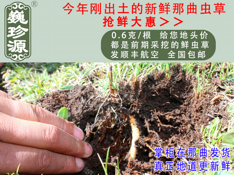 ���r���x�Ĳݣ��������r�x����Ρ��Դ0.6��/���^�����r�������x�Ĳ��������ڳ����������^�����r�x��